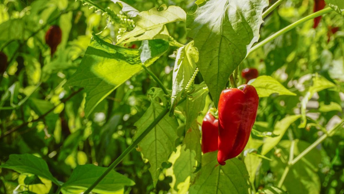 The Best Piquillo Peppers Substitute