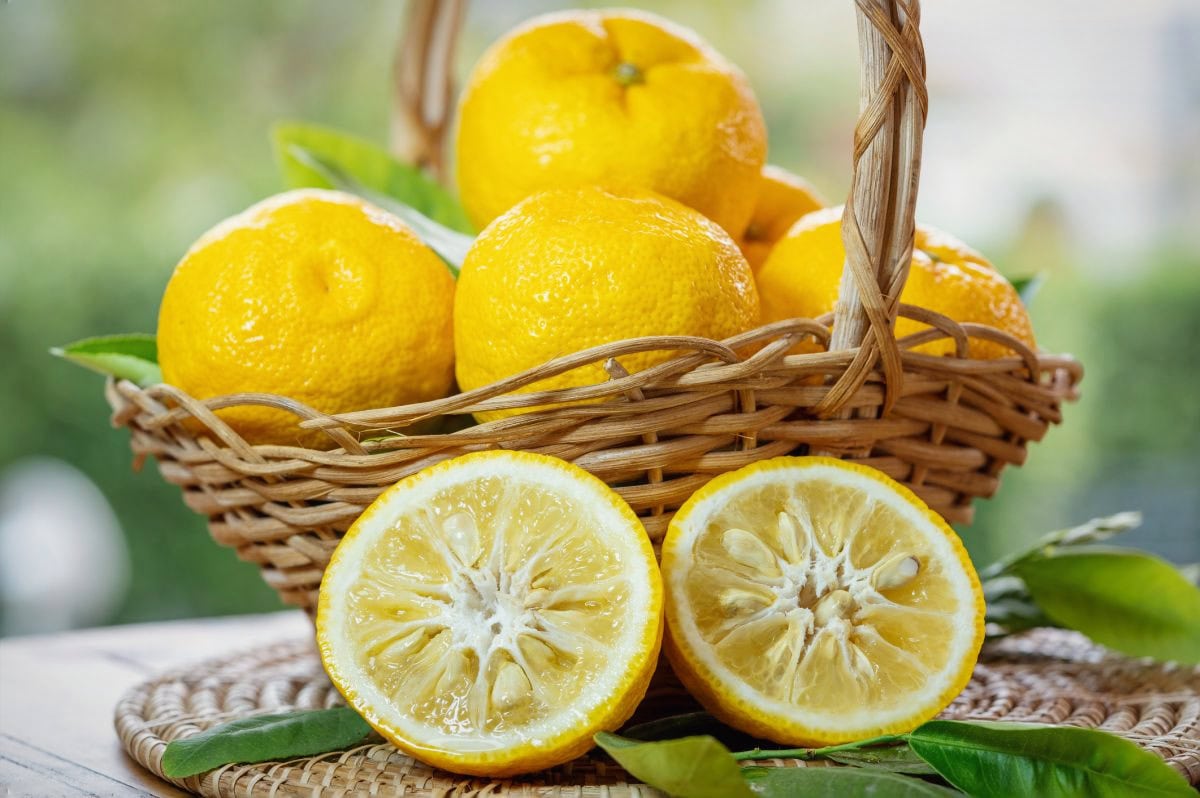 Everything You Need to Know About Yuzu