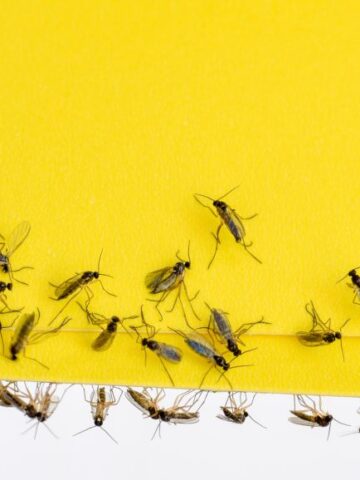 Fruit Flies Started Disappearing After One Unexpected Kitchen Swap