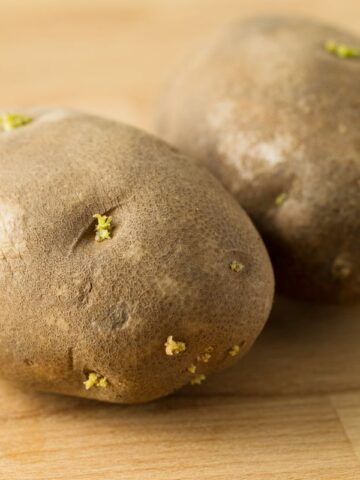 Sprouted Potatoes Aren't Always Headed for the Trash