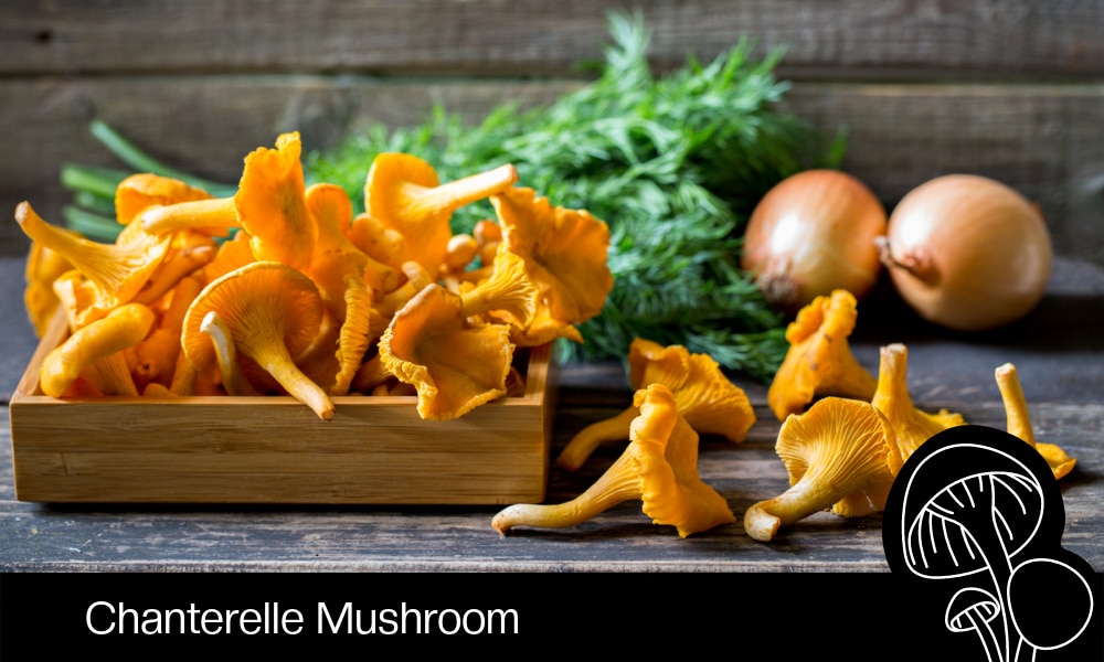 Chanterelle Mushroom