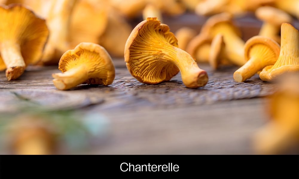 Chanterelle