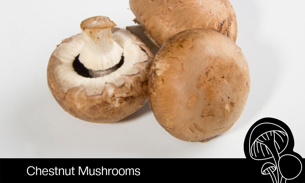 Top down view of dirty mushrooms in a black plastic container and a mushroom  cleaning brush on a textured surface Stock Photo