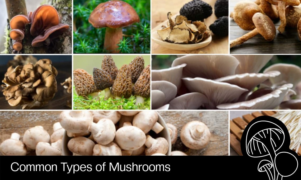 Common Types of Mushrooms