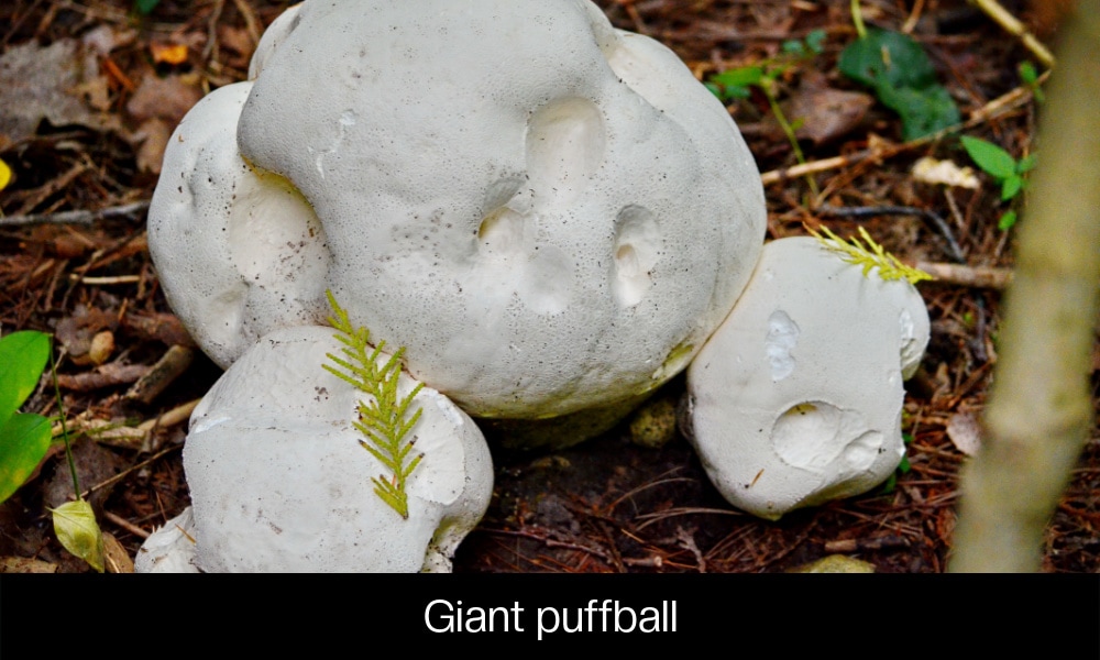 Giant puffball