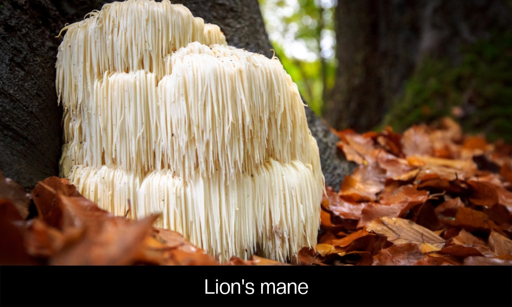 Lion's mane