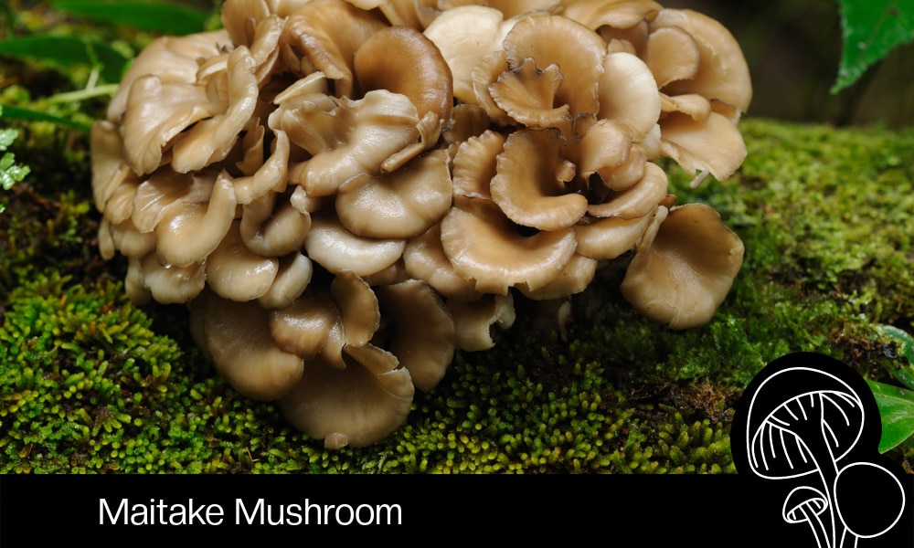 Maitake Mushroom