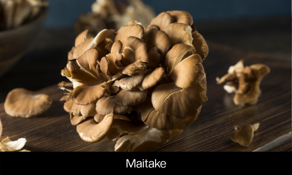 Maitake