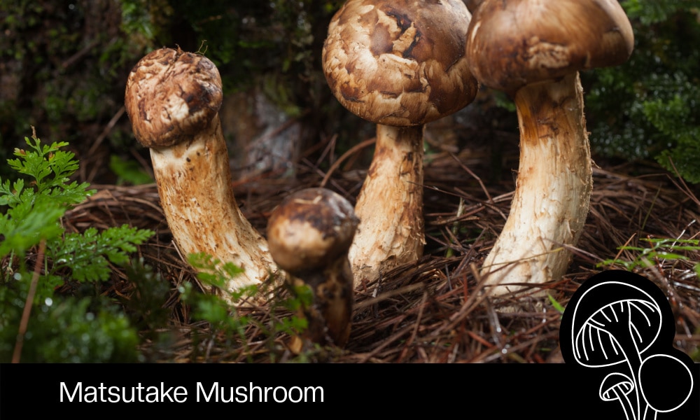 Matsutake Mushroom