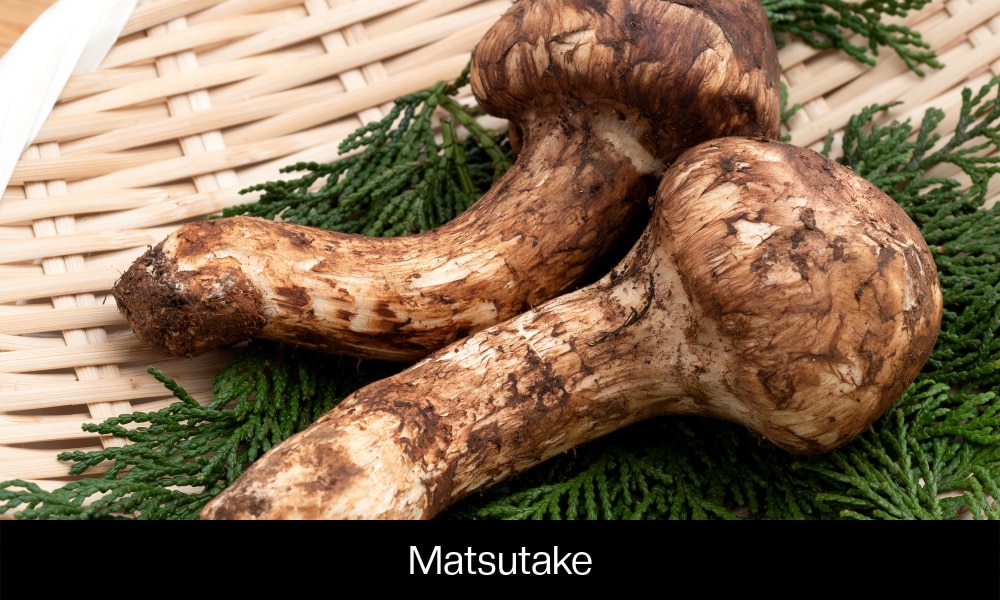 Matsutake