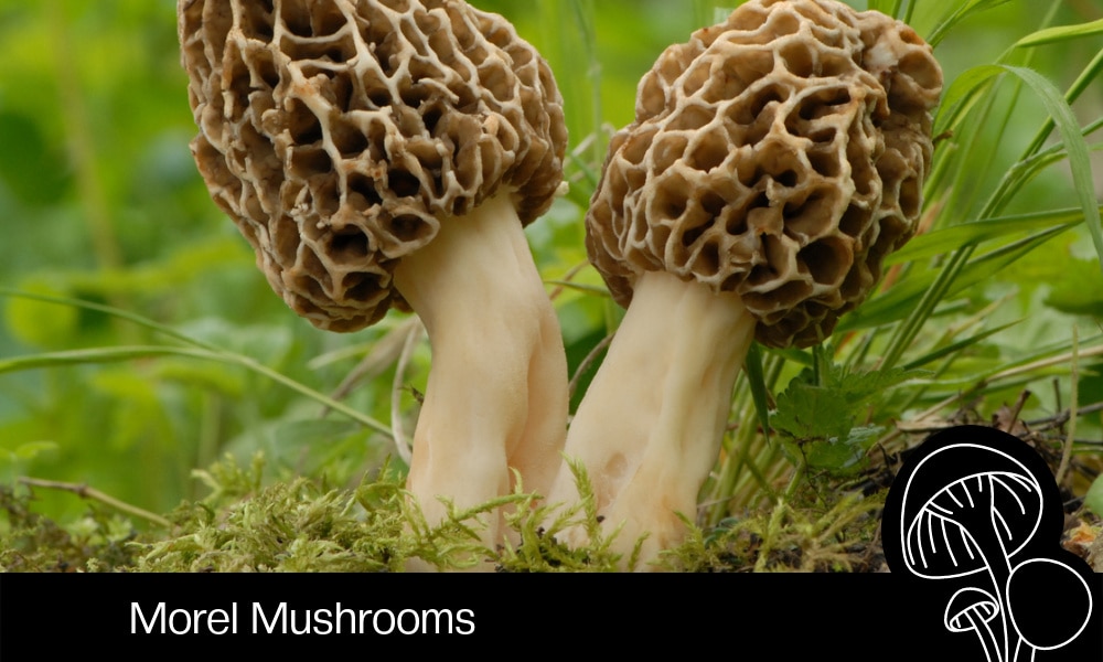 Morel Mushrooms