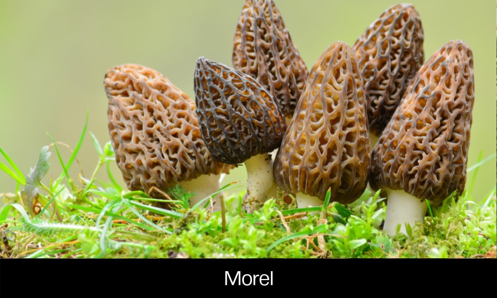 Morel