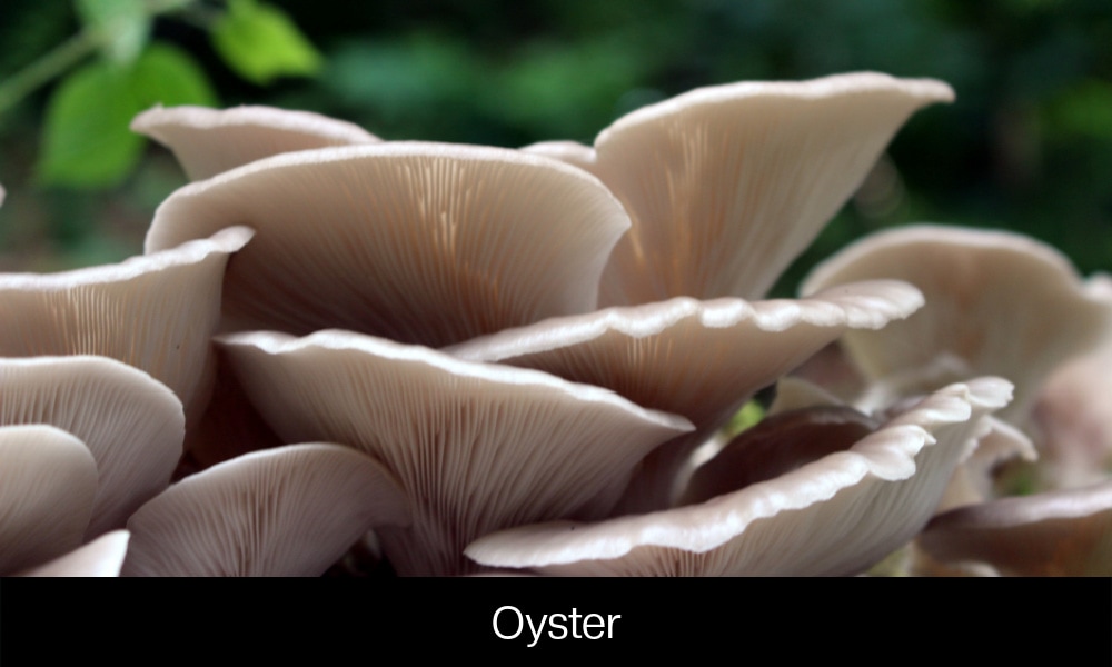 Oyster