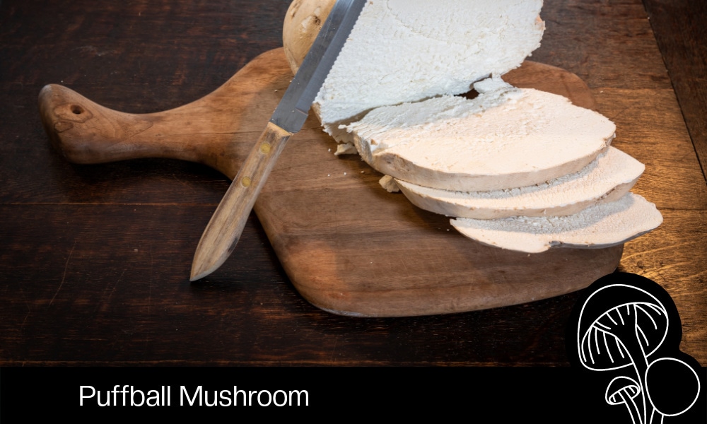 Puffball Mushroom