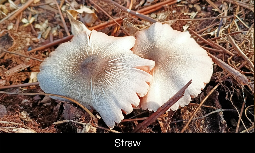 Straw