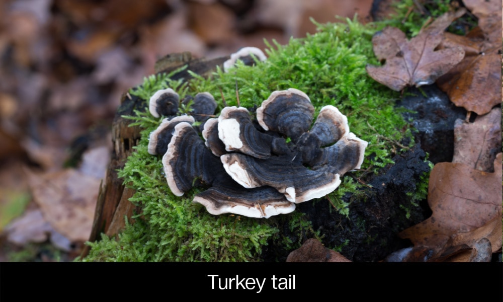 Turkey tail