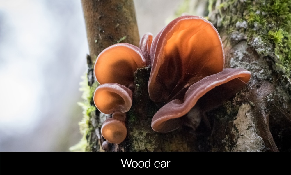 Wood ear